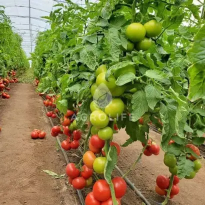 Amethis F1 / Еметіс F1