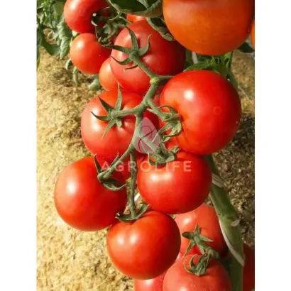 Enygma F1 / Енігма F1