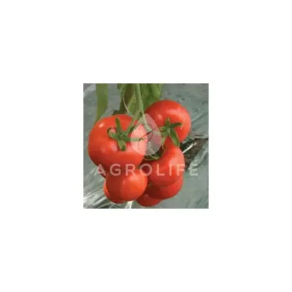 Ivet F1 / Івет F1