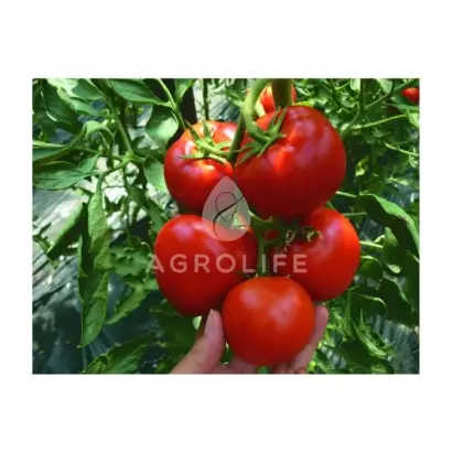 Cabinet F1 / Кабінет F1