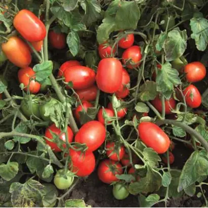 Calista F1 / Каліста F1