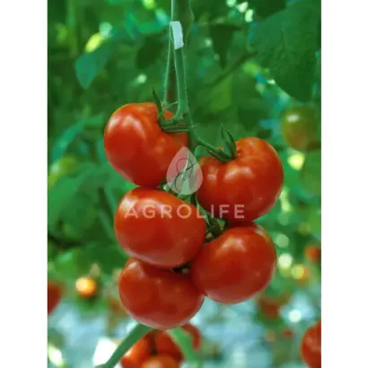 Camry F1 / Камрі F1