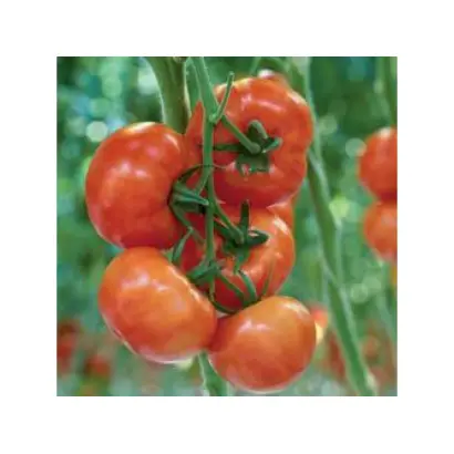 Caracas F1 / Каракас F1