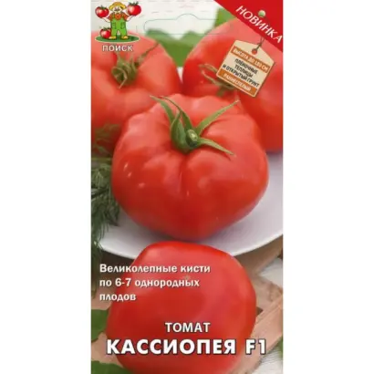 Cassiopea F1 / Касіопея F1