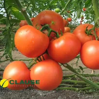 Kartier F1 / Картьє F1