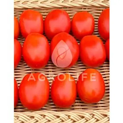 Konkistador F1 / Конкістадор F1