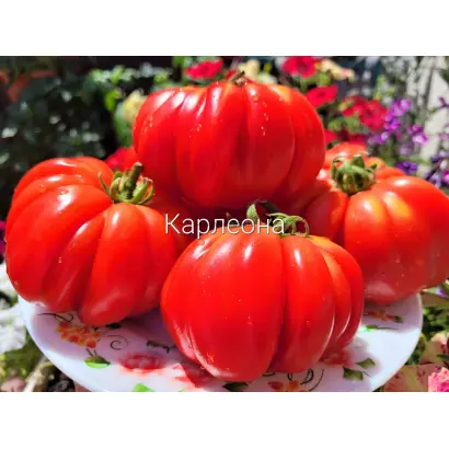 Corleone / Корлеоне