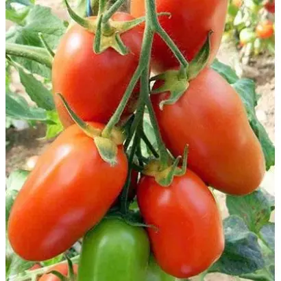 Красунчик (для відкр. і закр. грунту) / Красунчик