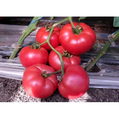 Levanzo F1 / Леванцо F1