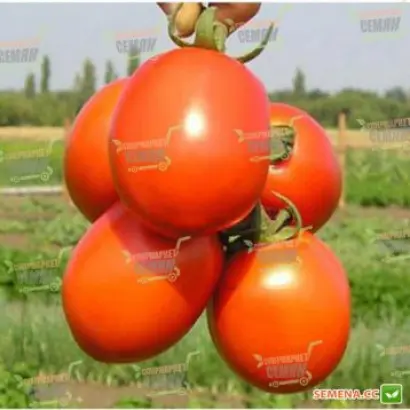 Liona F1 / Ліона F1