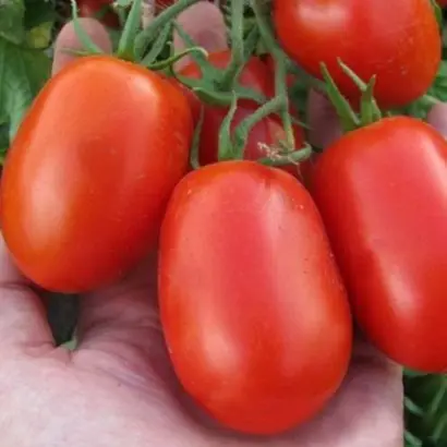 Littano / Літтано