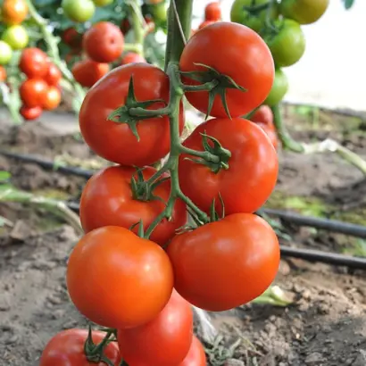 Logur F1 / Логур F1