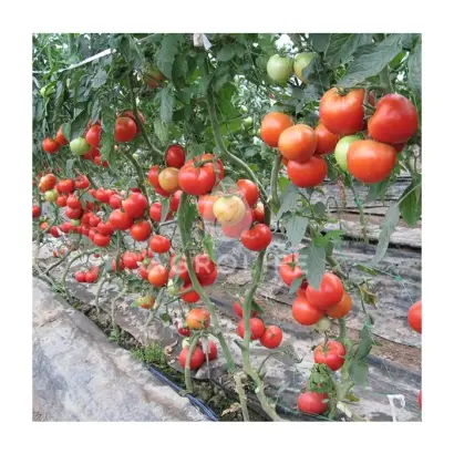 Lorely F1 / Лорелі F1