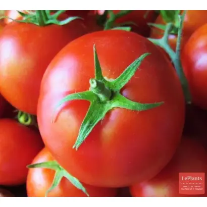 Maeva F1 / Маєва F1