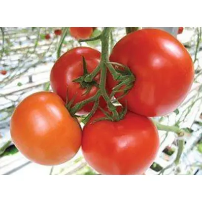 Makarena F1 / Макарена F1