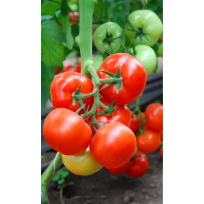 Marissa F1 / Марисса F1