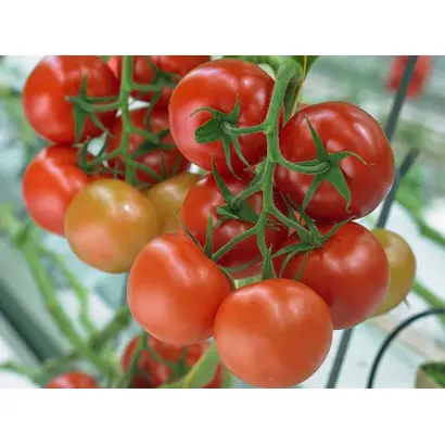 Milaneza / Міланеза