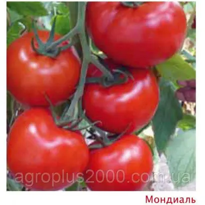 Mondial / Мондіал