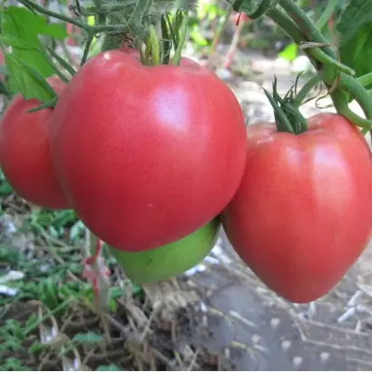 Надбужанський