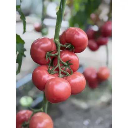 Moonset F1 / Мунсет F1