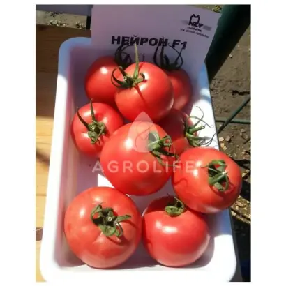 Neiron / Нейрон