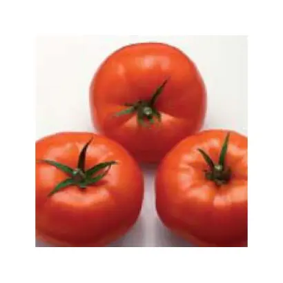 Nergal F1 / Нергал F1