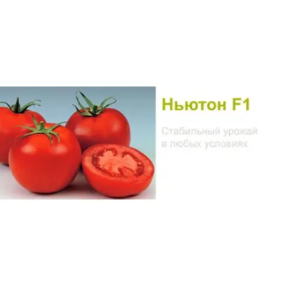 Newton F1 / Ньютон F1