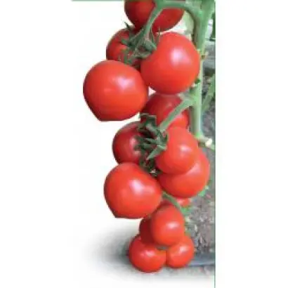 Оvation / Овація