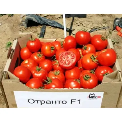 Otranto / Отранто