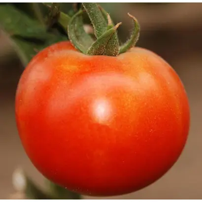 Pietro F1 / П'єтро F1