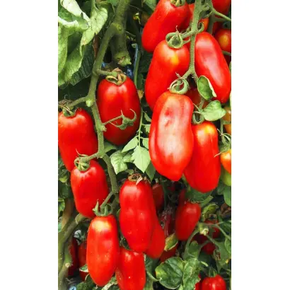 Paradigma / Парадигма