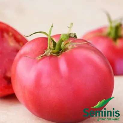 Pink Girl F1 / Пинки Леди F1