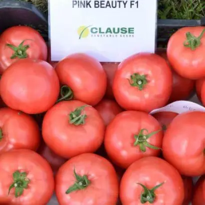 Pink Beauty / Пінк Бьюті