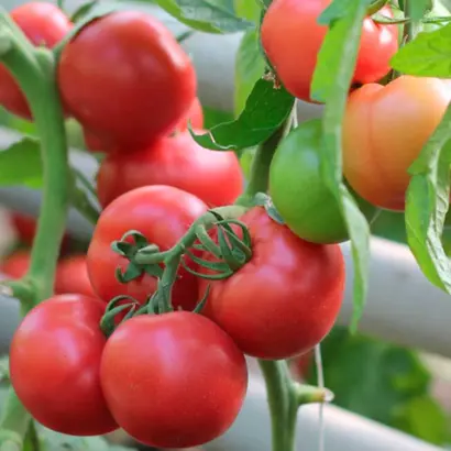 Pinkshine / Пінкшайн