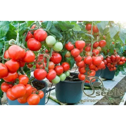 Platus F1 / Платус F1