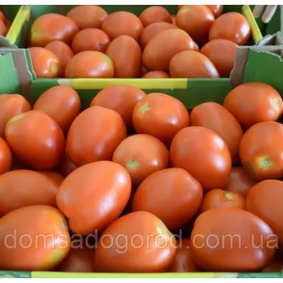 Policarpo / Полікарпо