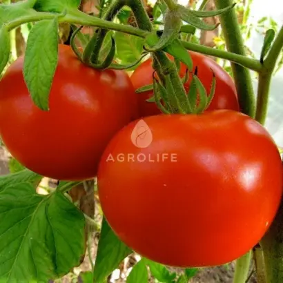 Polonais F1 / Полонез F1