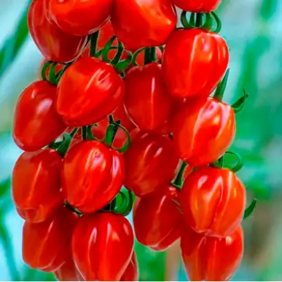 Redetto / Редетто