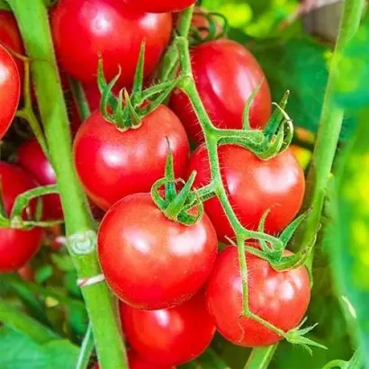 Ritchy F1 / Річі F1