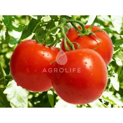 Roksolana F1 / Роксолана F1