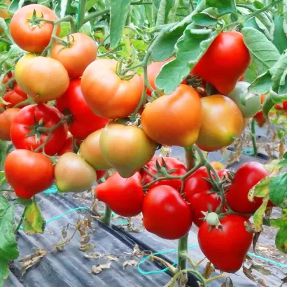 Saimon / Саймон