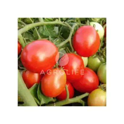 Samson / Самсон