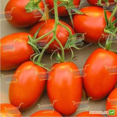 Safaix F1 / Сафаікс F1