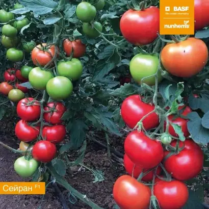 Seyran / Сейран