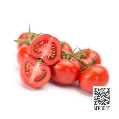 Senserno / Сенсерно