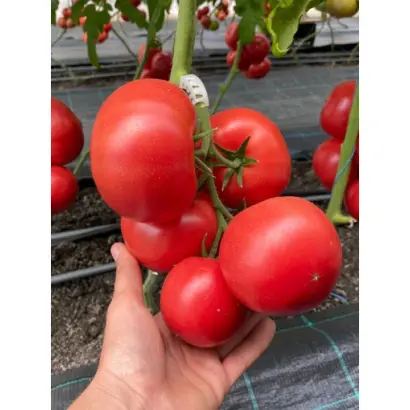 Siberite 915 / Сіберіте 915