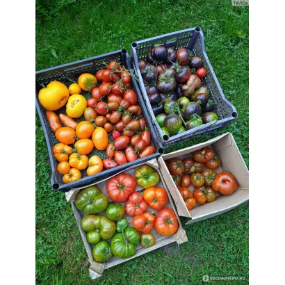 Starboard / Стабот