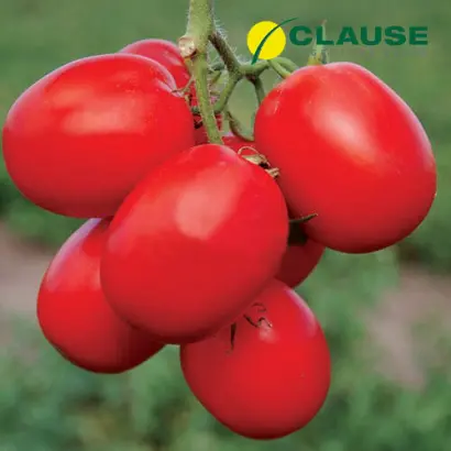 Stella Red / Стелла Ред