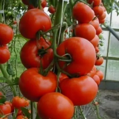 Tamaris F1 / Тамаріс F1