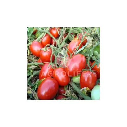 Tasha F1 / Таша F1